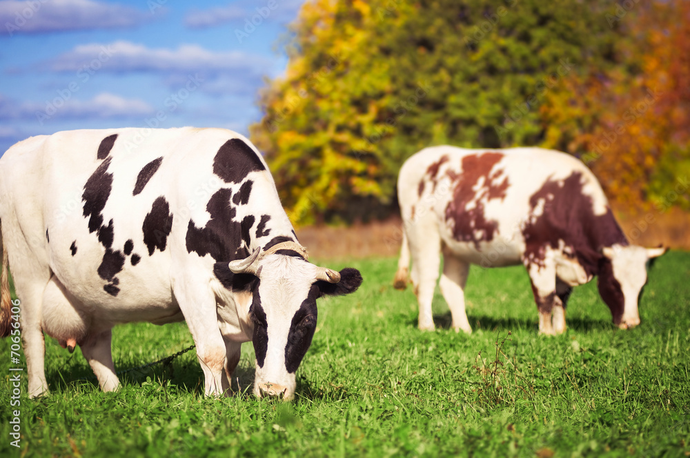 Two spotted cows on a green meadow in the autumn Two spotted cows on a green meadow in the autumn