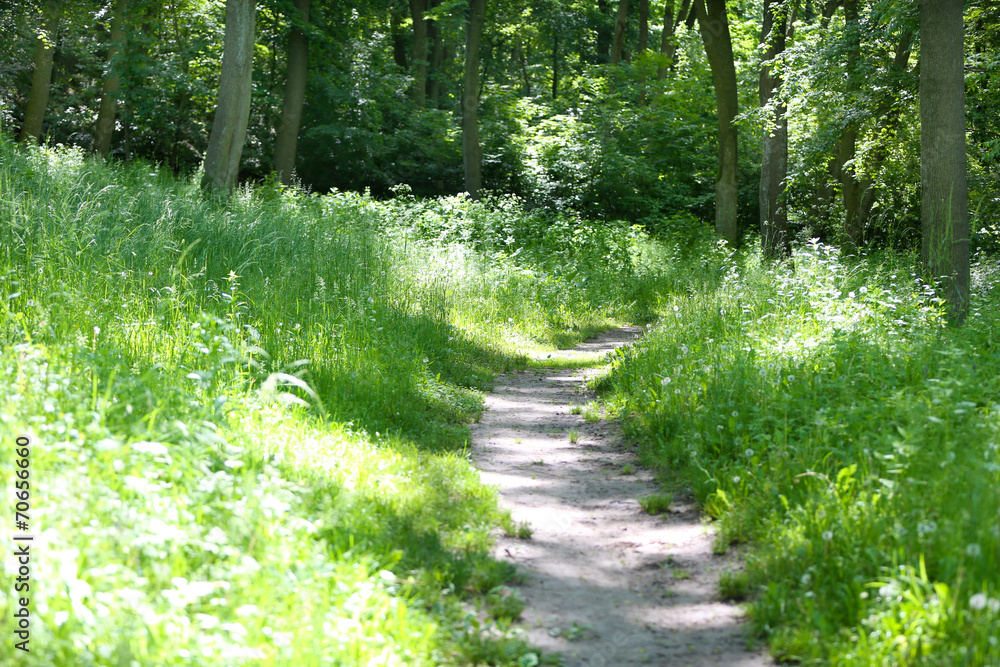Fototapeta premium Footpath in forest