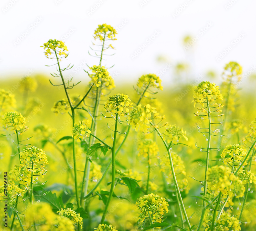 Obraz premium Wild green plants close-up