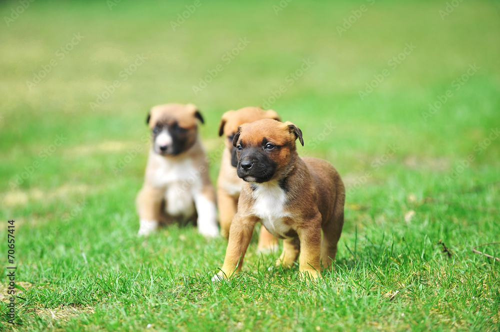 puppies belgian shepherd malinois puppies belgian shepherd malinois