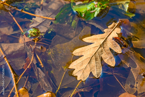 Dry oak tree leaves in a puddle during autumn