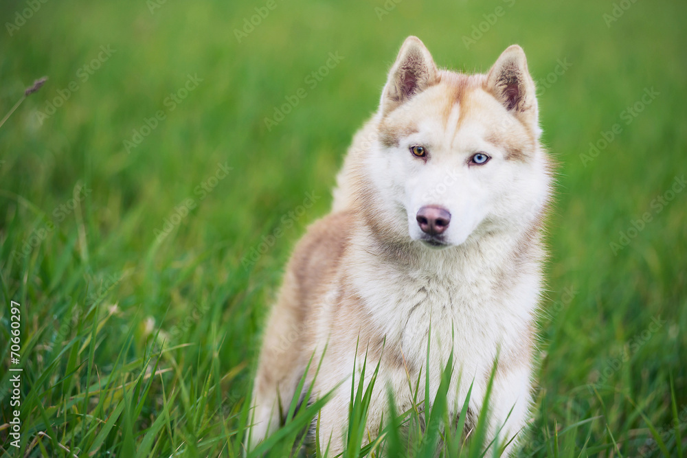 Portrait of Siberian husky on green grass background Portrait of Siberian husky on green grass background