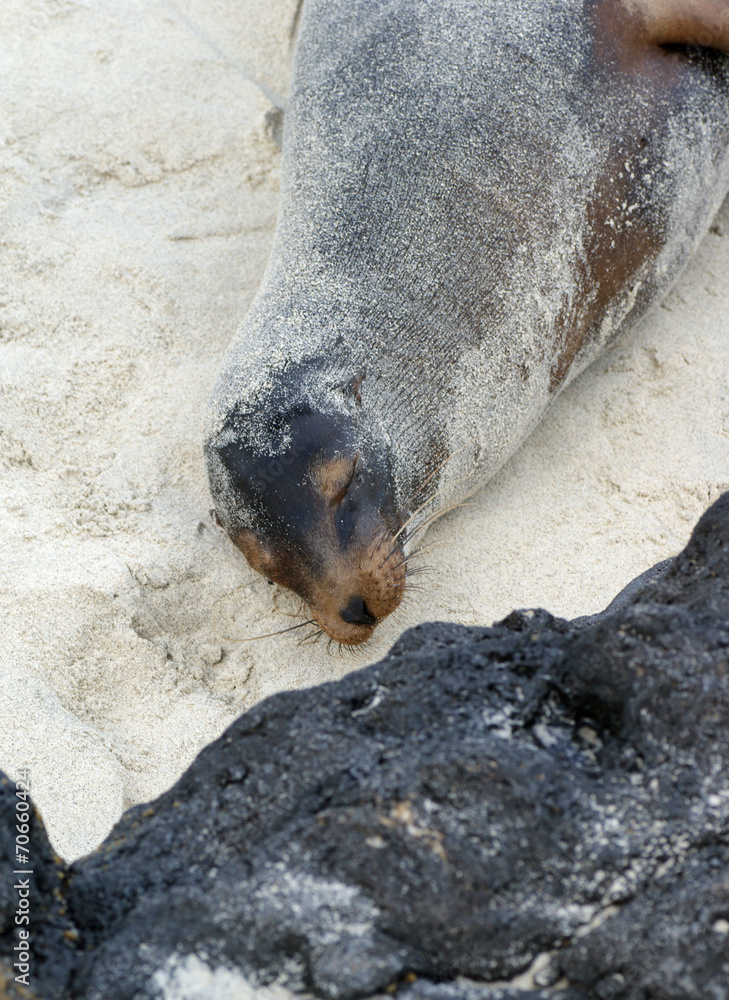 Fototapeta premium Otarie des Galapagos