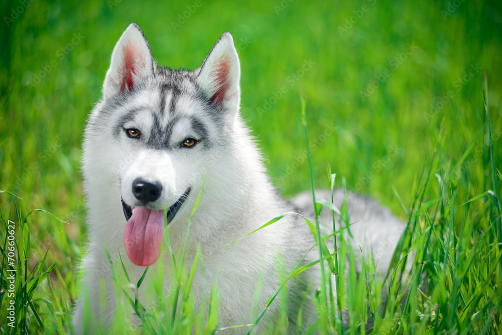 Portrait of Siberian husky on green grass background Portrait of Siberian husky on green grass background