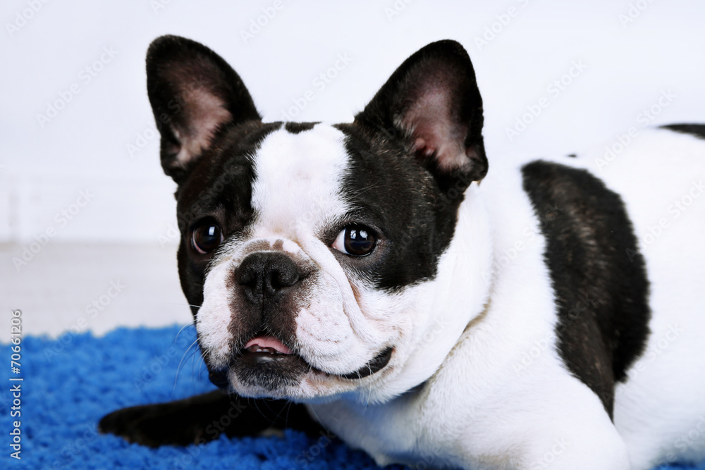 Cute French bulldog on carpet in room