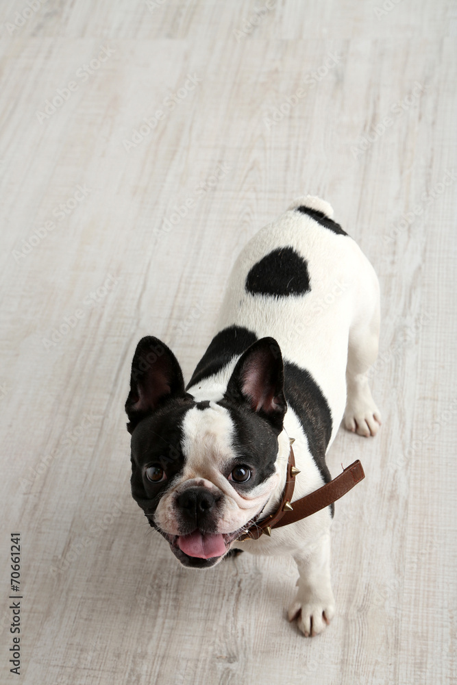 Cute French bulldog in room Cute French bulldog in room