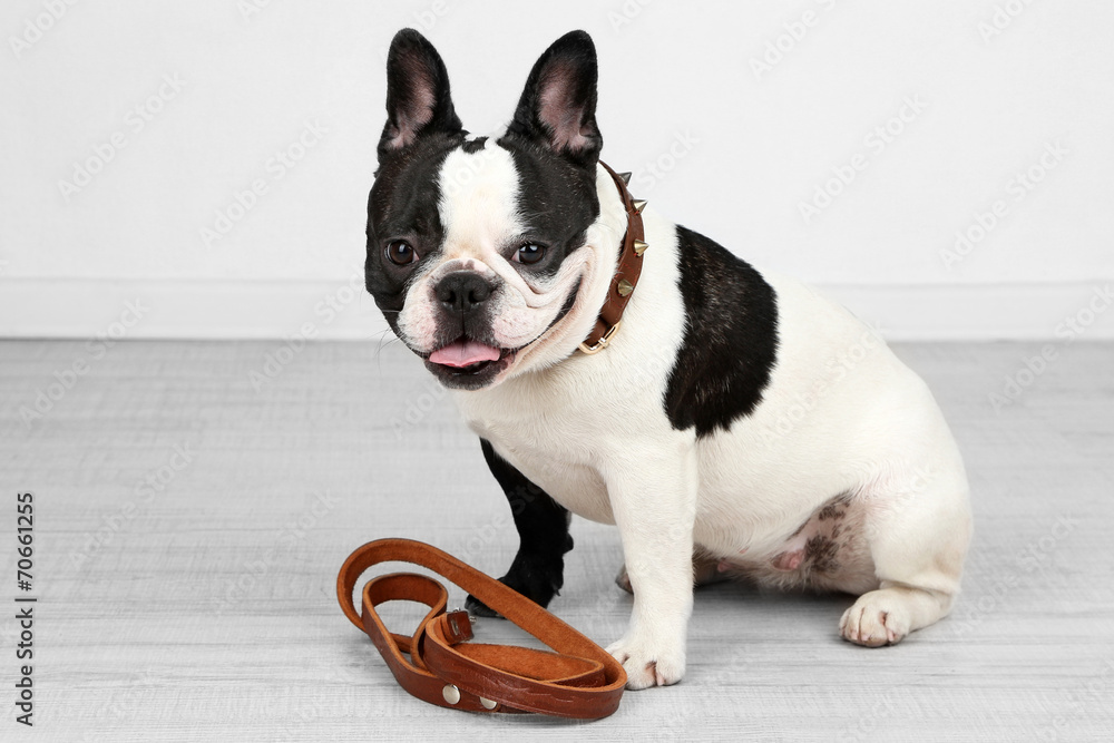 Cute French bulldog with leash in room