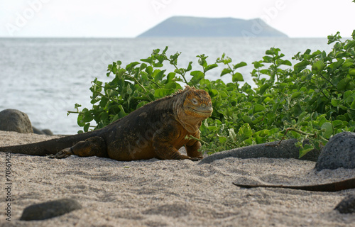 Fototapeta Naklejka Na Ścianę i Meble -  Iguane terrestre des Galapagos