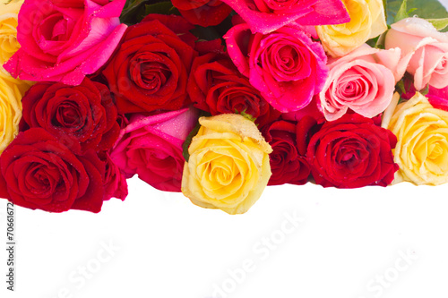 border of  multicolored  roses