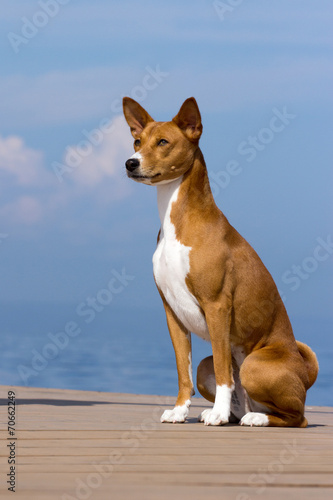 Small hunting dog breed Basenji