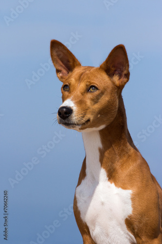 Small hunting dog breed Basenji © PaulShlykov