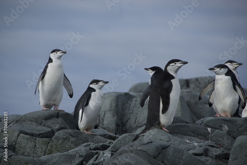 Penguins on the shore (Antarctic)