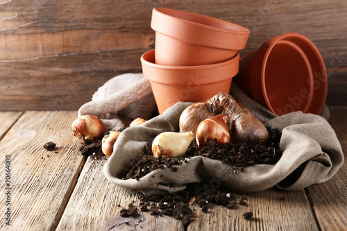 Fototapeta Naklejka Na Ścianę i Meble -  Flower bulbs, pots and soil