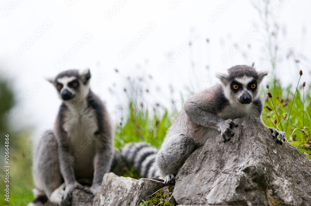 Fototapeta premium two catta lemurs sitting on a stone
