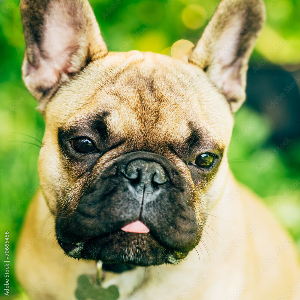 Fototapeta premium Dog French Bulldog