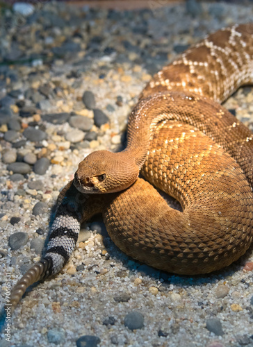 Red Diamond Rattlesnake photo