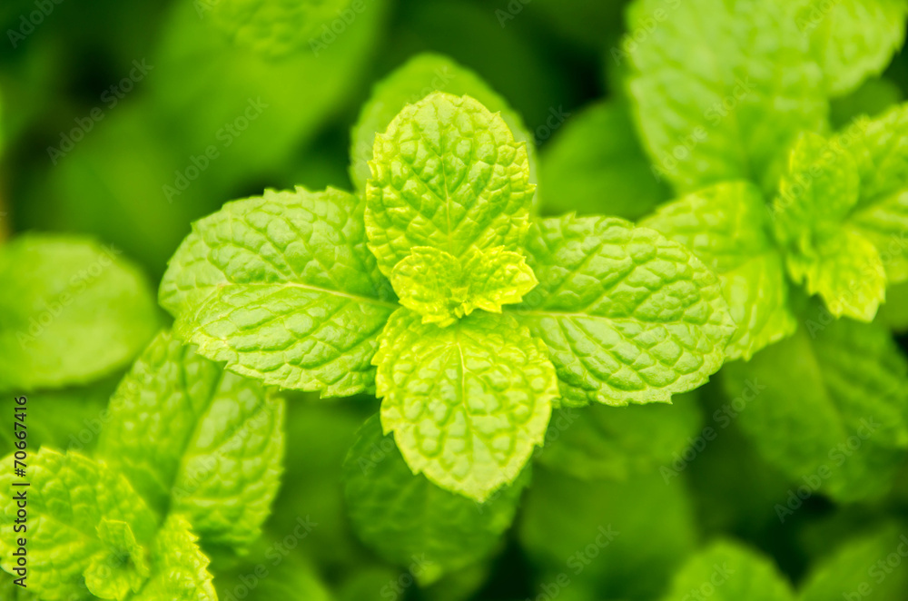 thai peppermint. thai homegrown vegetable thai peppermint. thai homegrown vegetable
