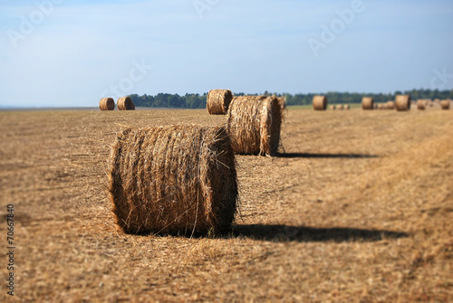 Photography Meules de foin