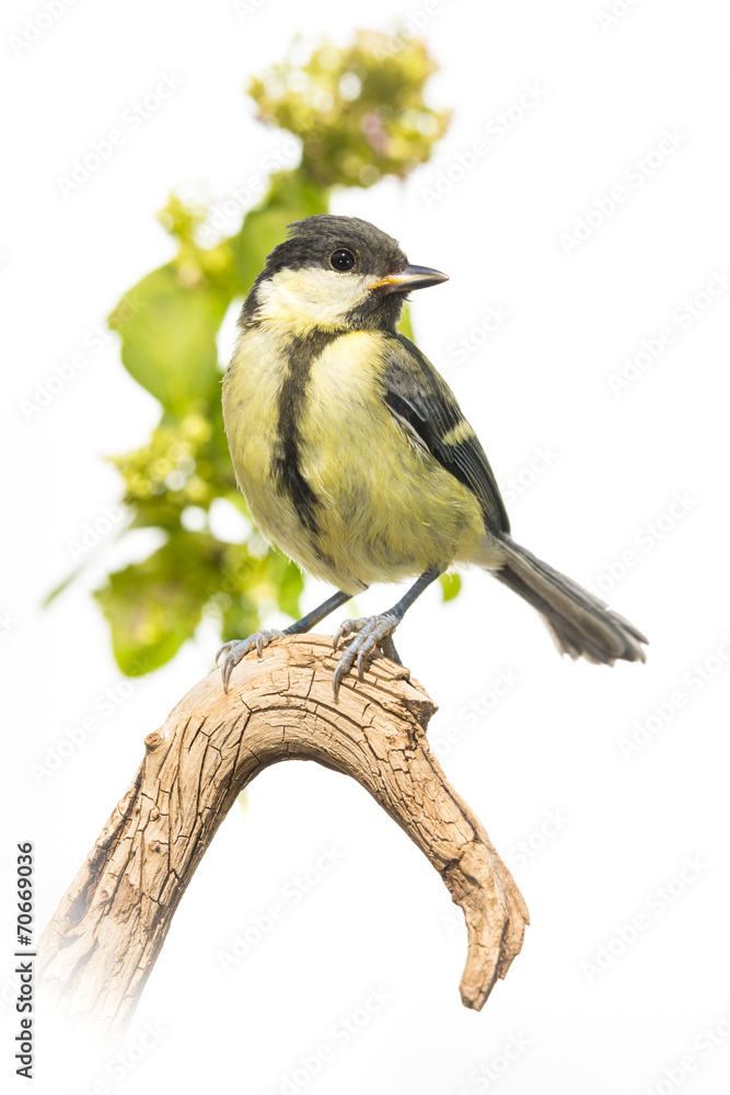 Obraz premium Mésange charbonnière - Parus major - Great Tit