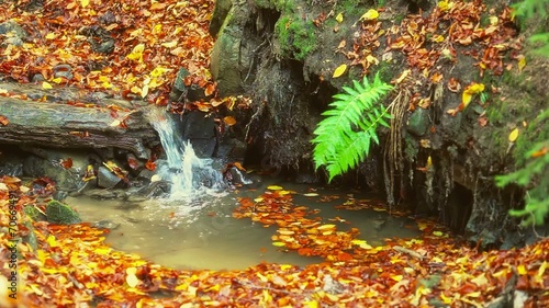 Autumn creek in the forest
