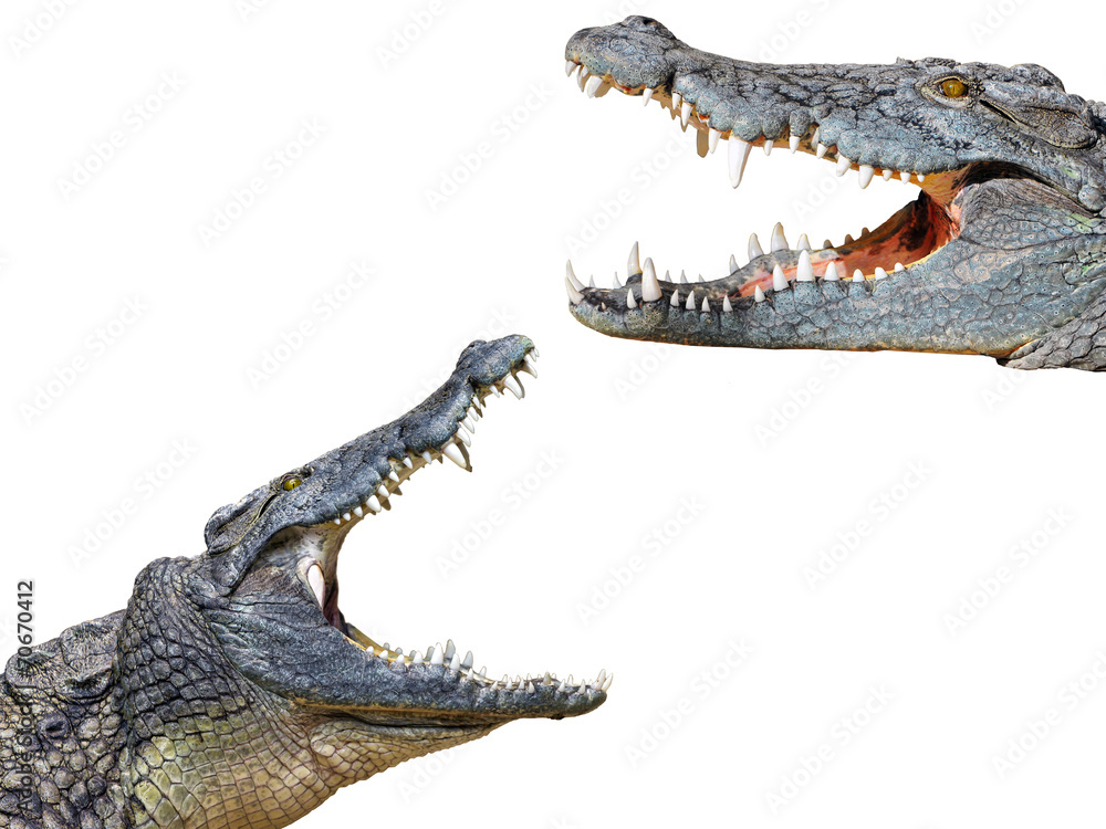 Fototapeta premium crocodil and crocodile