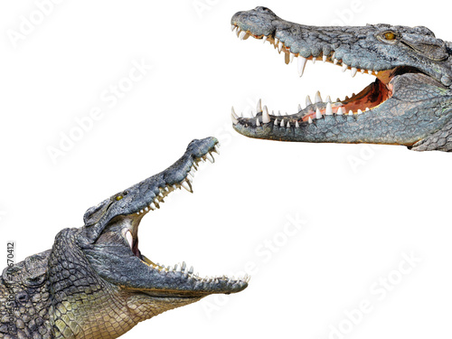 crocodil and crocodile