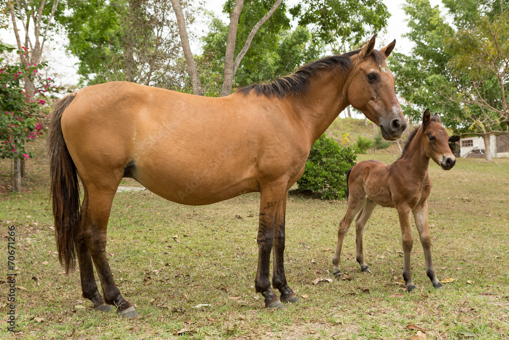 mare and a foal mare and a foal