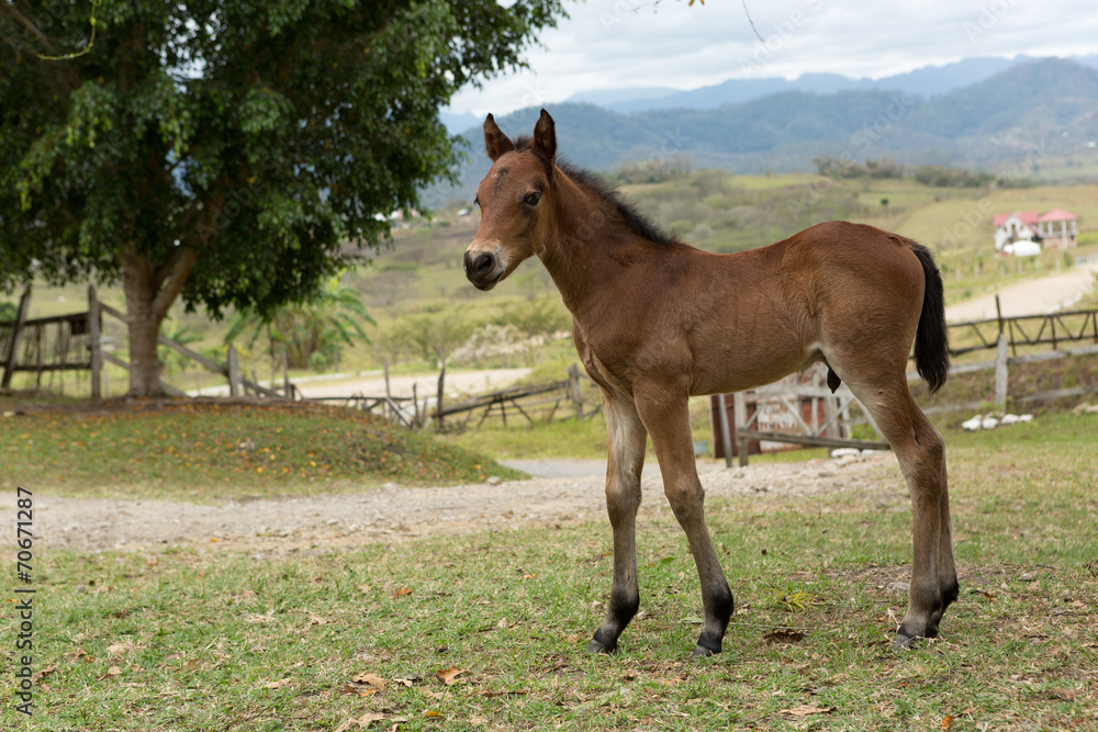 Fototapeta premium A Mexical foal in the countryside