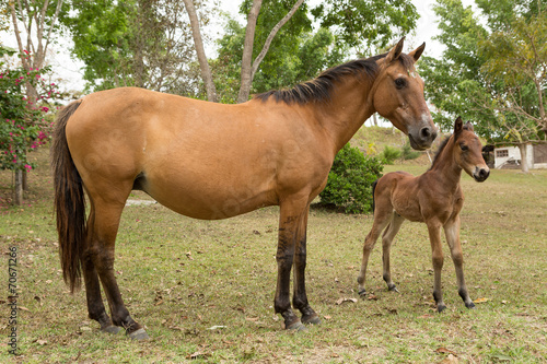mare and a foal