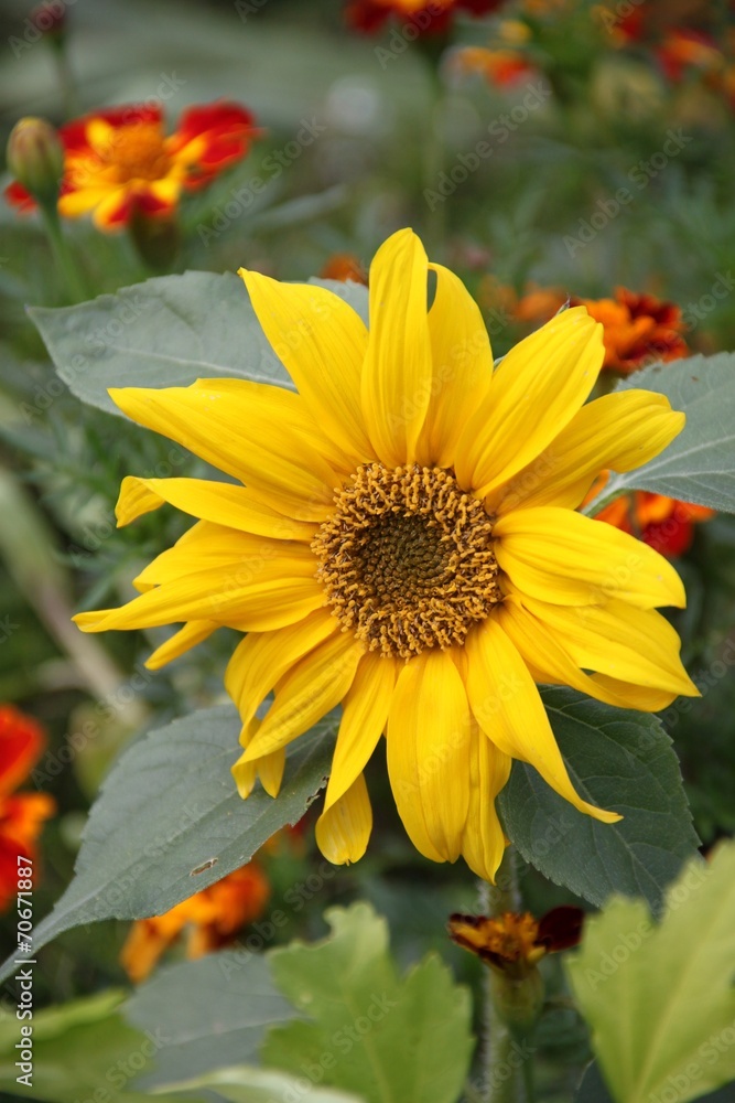 Fototapeta premium Kurzstielige Sonneblume blüht zwischen Targetes