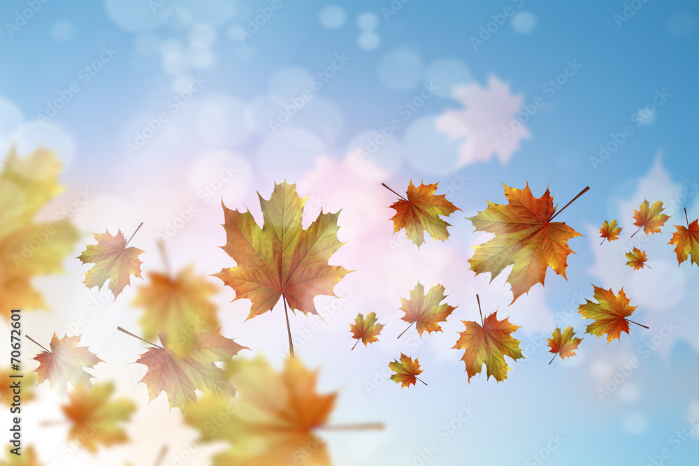 Autumn leaves Autumn leaves