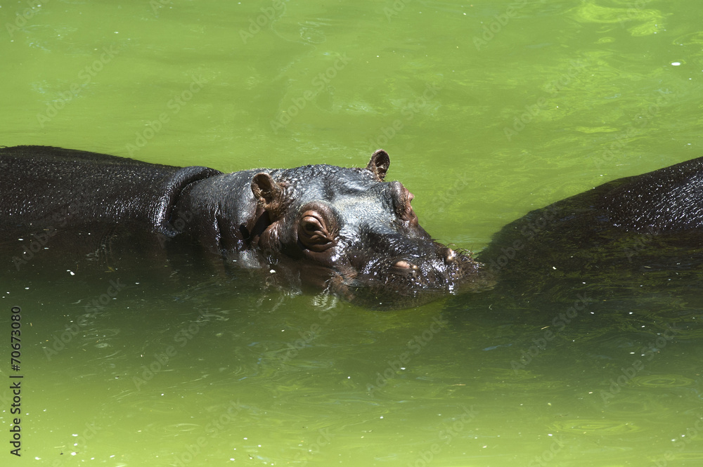 Fototapeta premium Hipopótamo