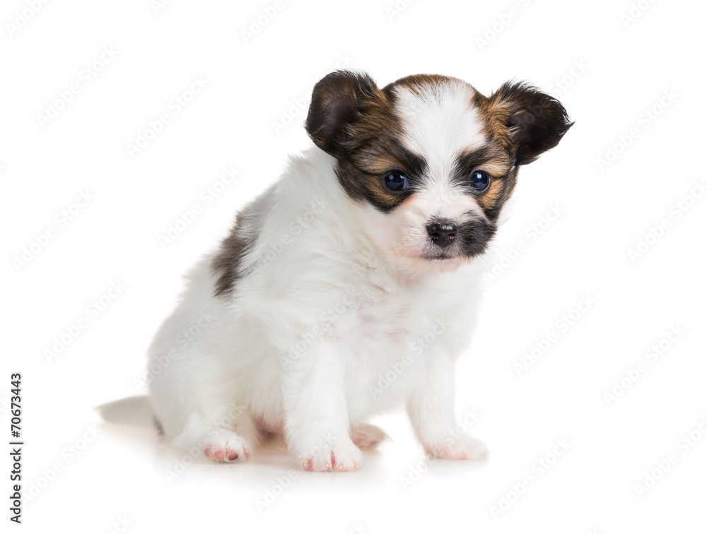 Cute small puppy of breed papillon Cute small puppy of breed papillon