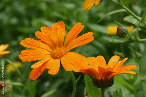 Blossoming calendula with water drops