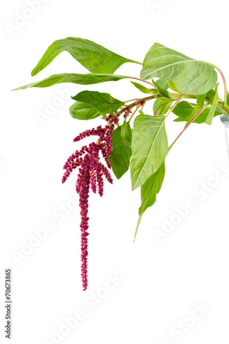 Canvastavla amaranth flower
