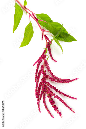 amaranth flower isolated on white photo