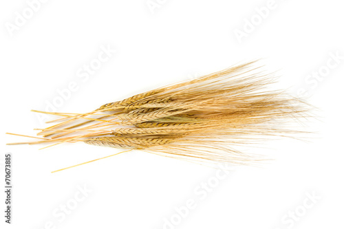 barley ears isolated on white