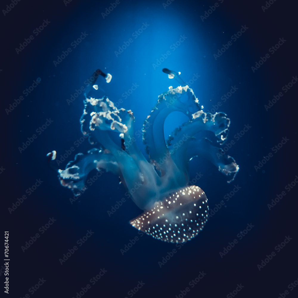 Naklejka premium Underwater paradise. Swimming Jellyfish On Blue Background