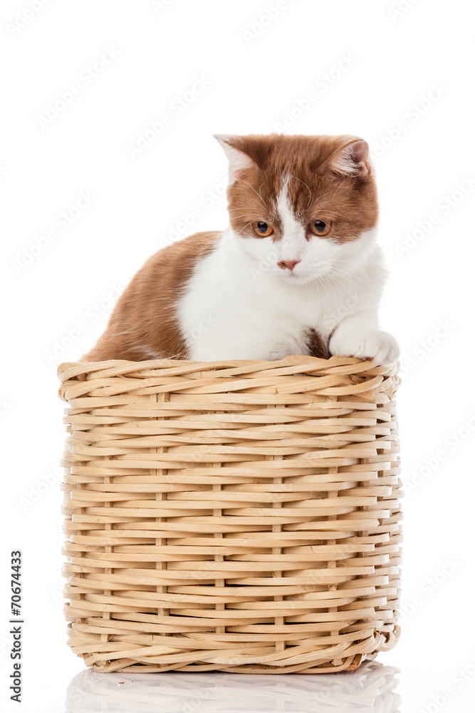 British kitten  in  box.  cute kitten on white background