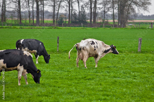 cows on meadow