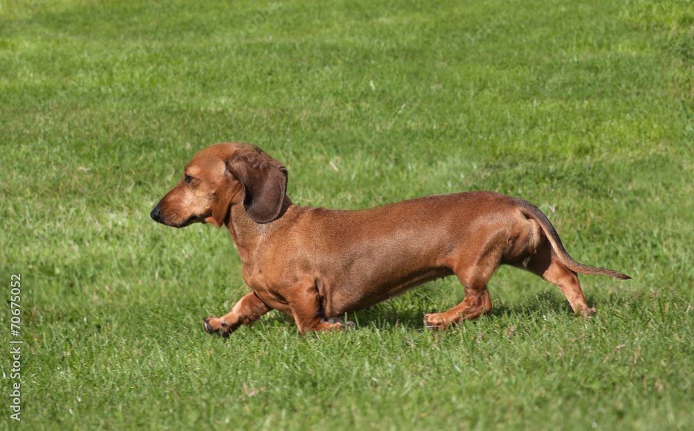 Smooth-Haired Dachshund Smooth-Haired Dachshund