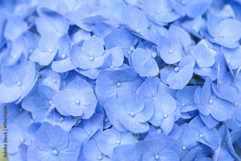 アジサイの花 アジサイの花