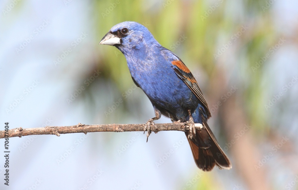 Male Blue Grosbeak (Passerina caerulea)