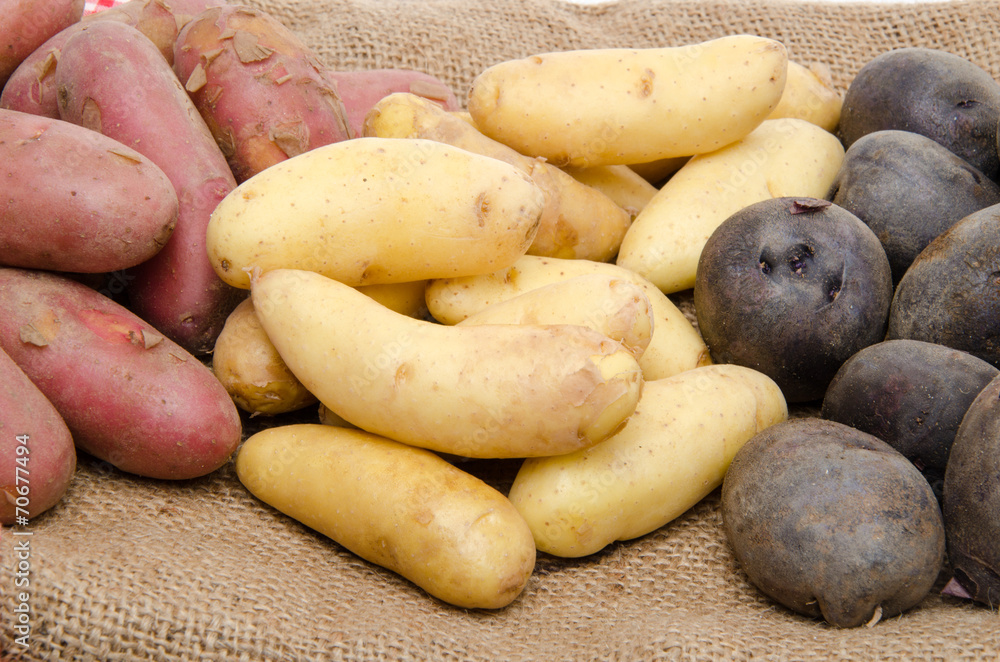 Different varieties of potatoes on a burlap Different varieties of potatoes on a burlap