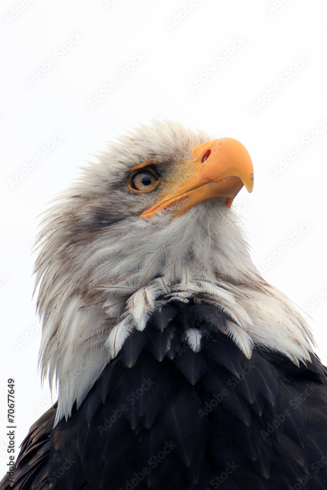 Fototapeta premium Seeadler