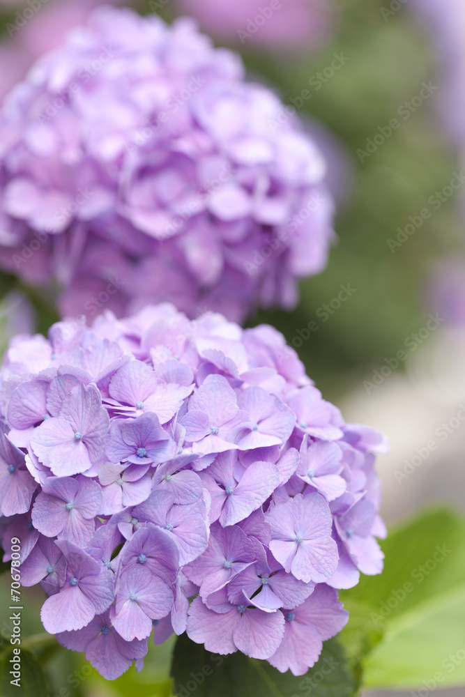 雨上がりのアジサイの花