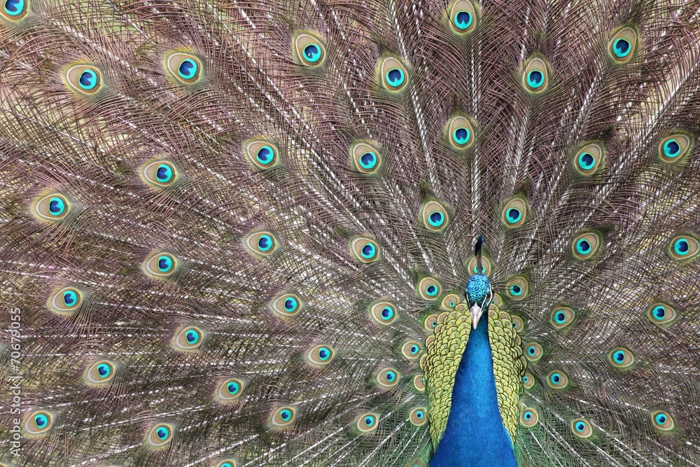 Obraz premium Peacock