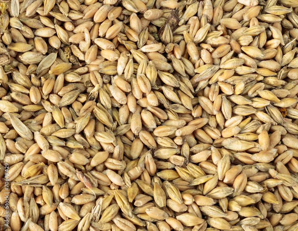 Oats grain texture Oats grain texture
