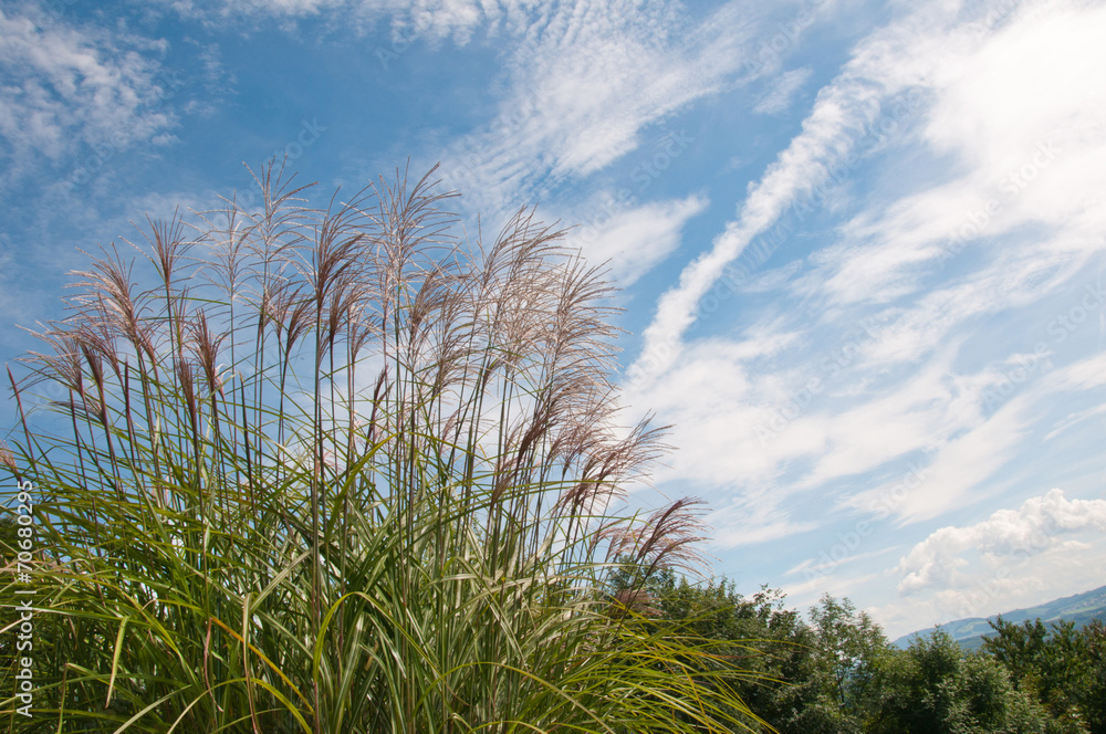 Fototapeta premium closeup of a chinese silver grass against the blue sky