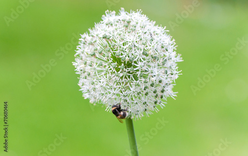 bumblebee on a white leek on a bright green background